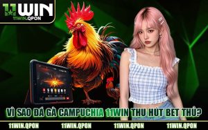 Đá Gà Campuchia 11WIN – Trực Tiếp Đấu Trường Thomo Kịch Tính